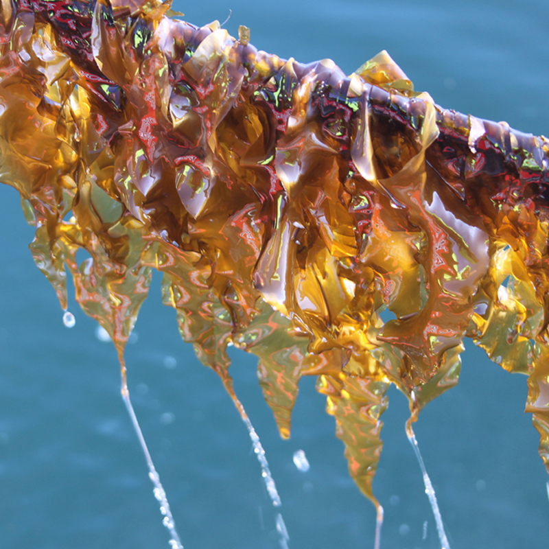 Seaweed in front of water
