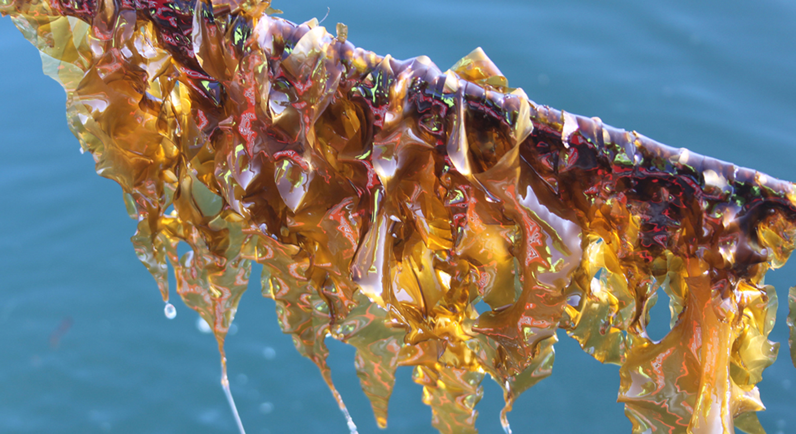 Seaweed in front of water