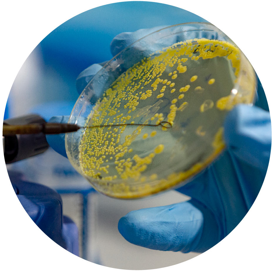 A hand wearing a blue rubber glove holding petri dish with yellow substance growing in it, and a sample tool being used on the substance