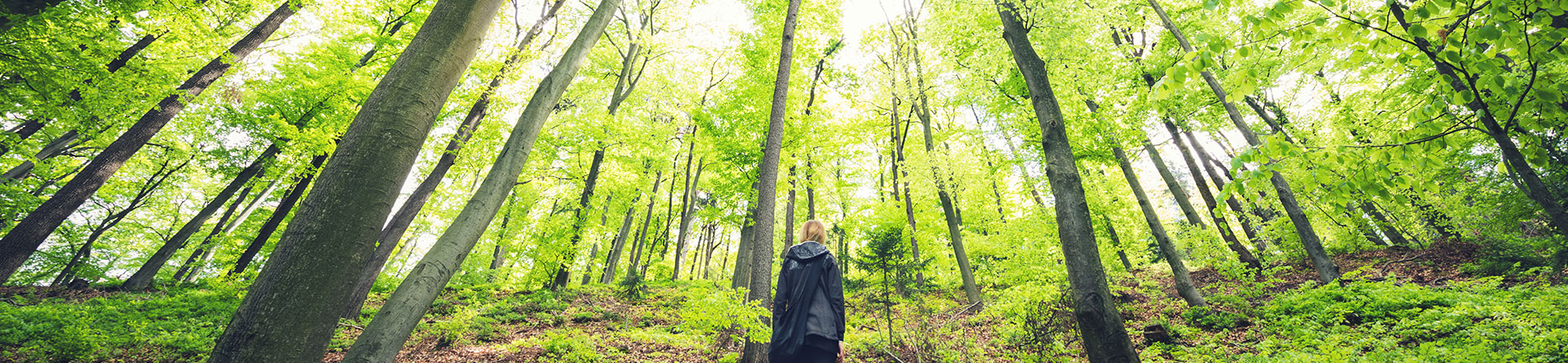 A person standing in a forest surrounded by large trees