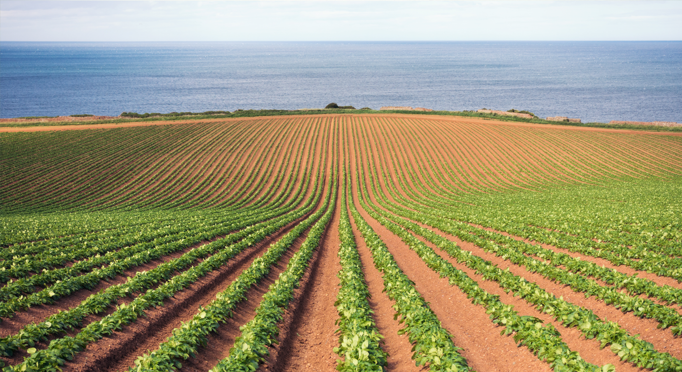 A farmers field with crops growing in rows