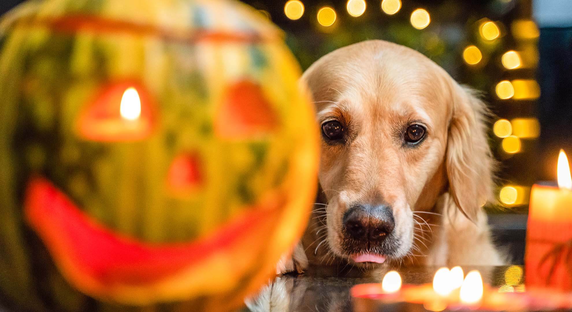 Dog beside a Halloween pumpkin with candles