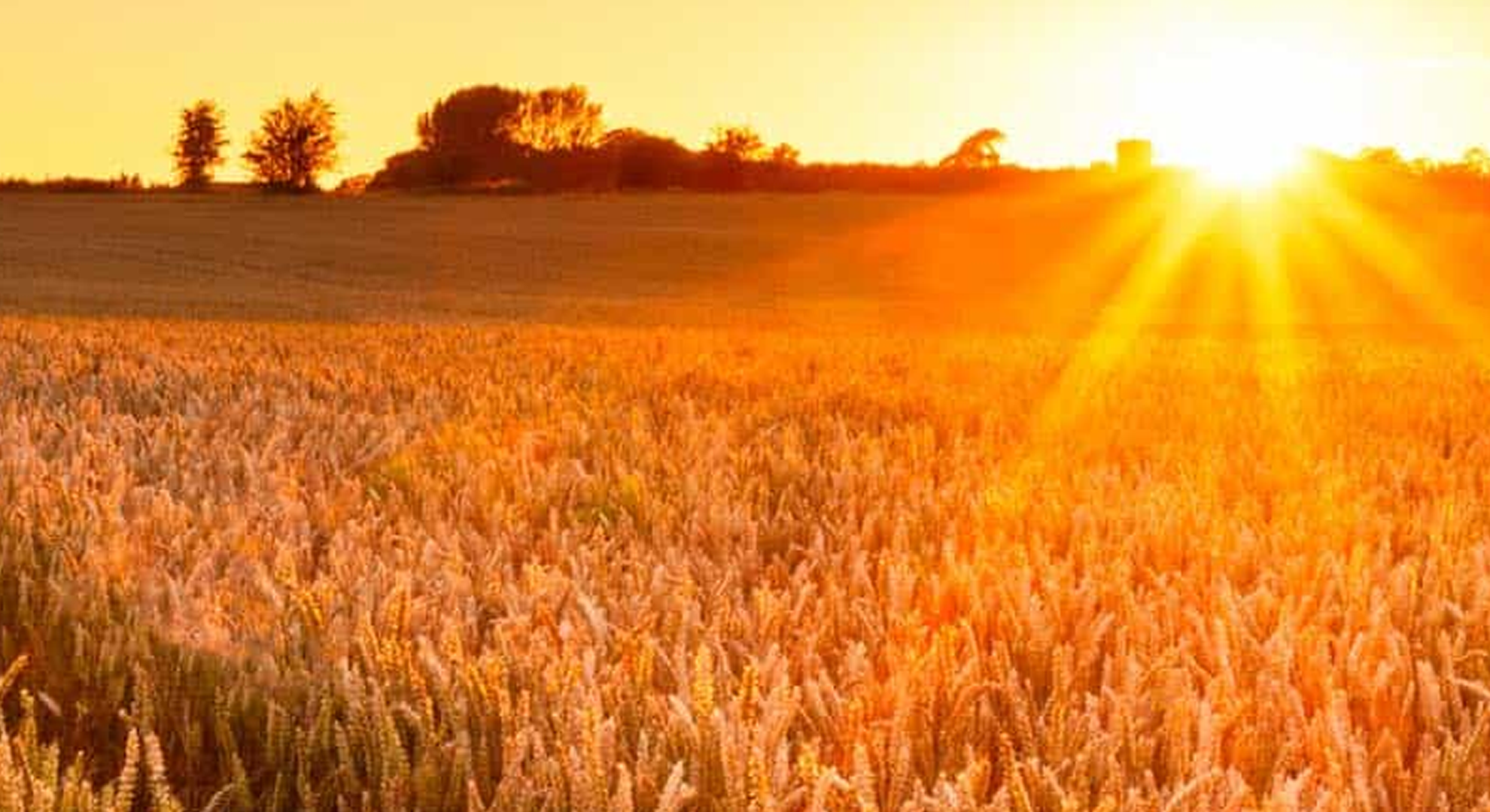 A field with crops basked in sunlight