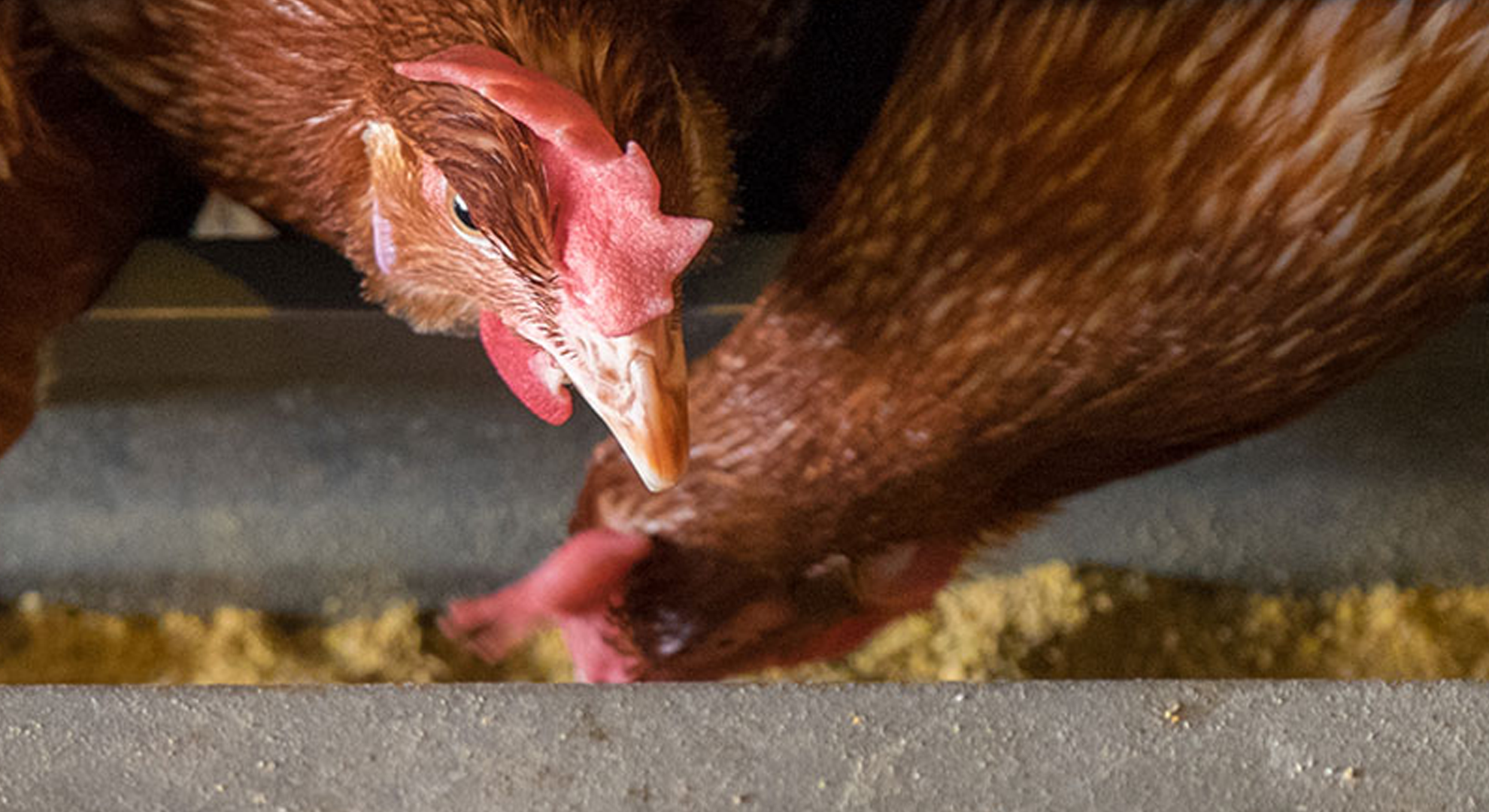 A chicken eating food