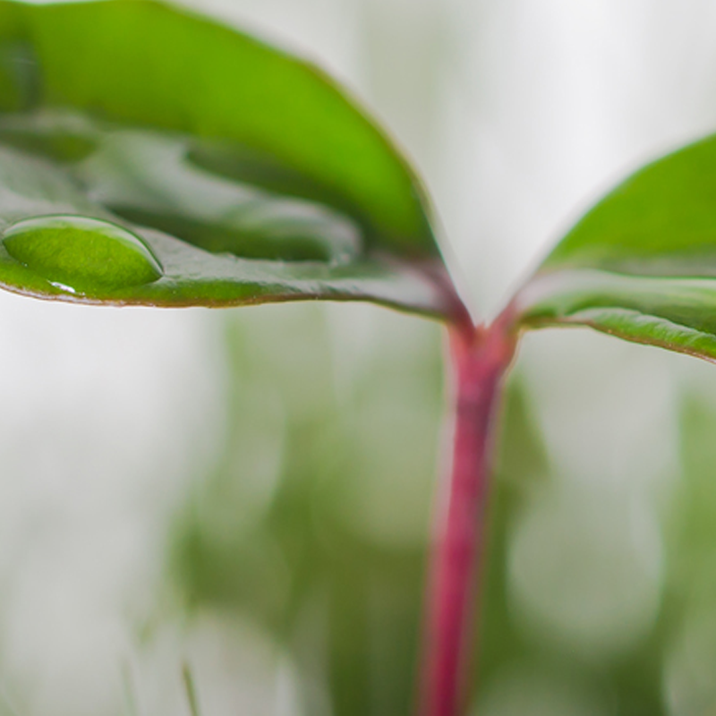A small leaf growing with water on it