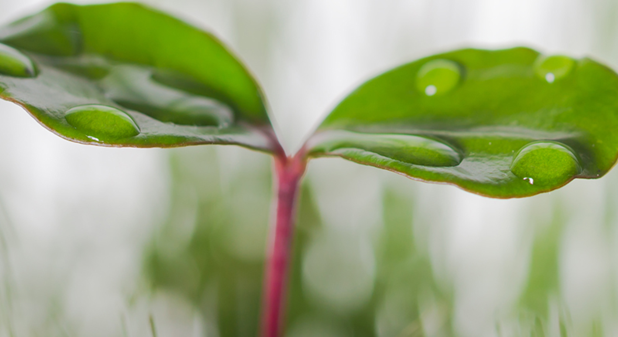 A small leaf growing with water on it