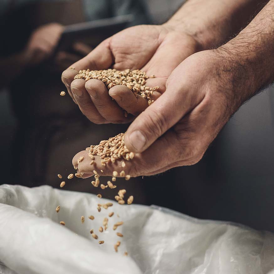 Photo of a brewery worker inspecting bag with grains