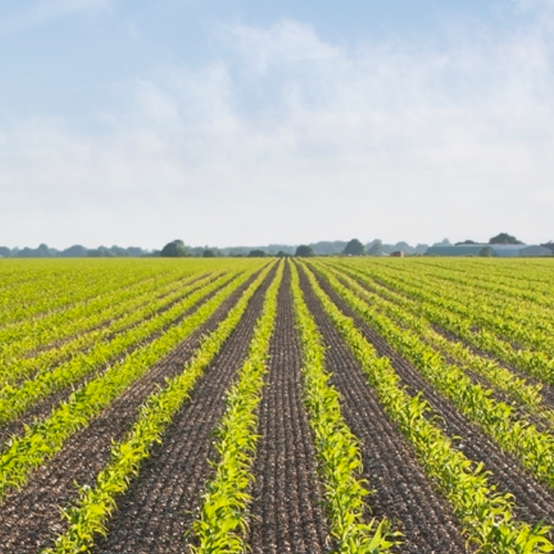 A field with rows of crops