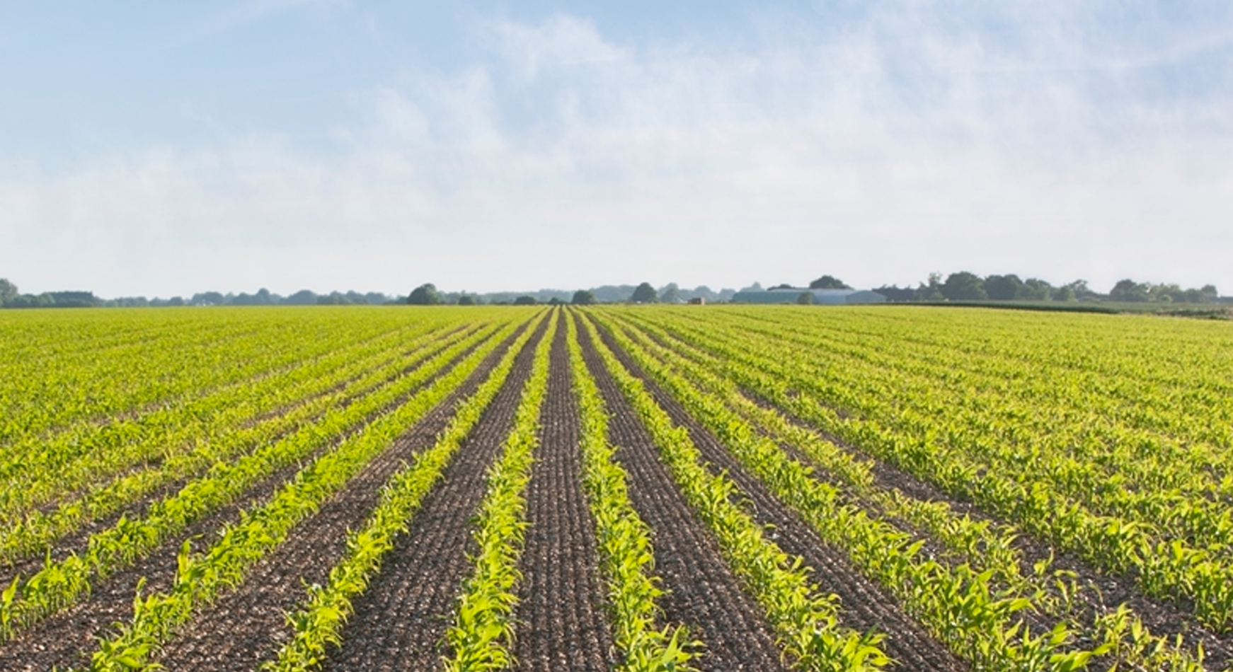 A field with rows of crops