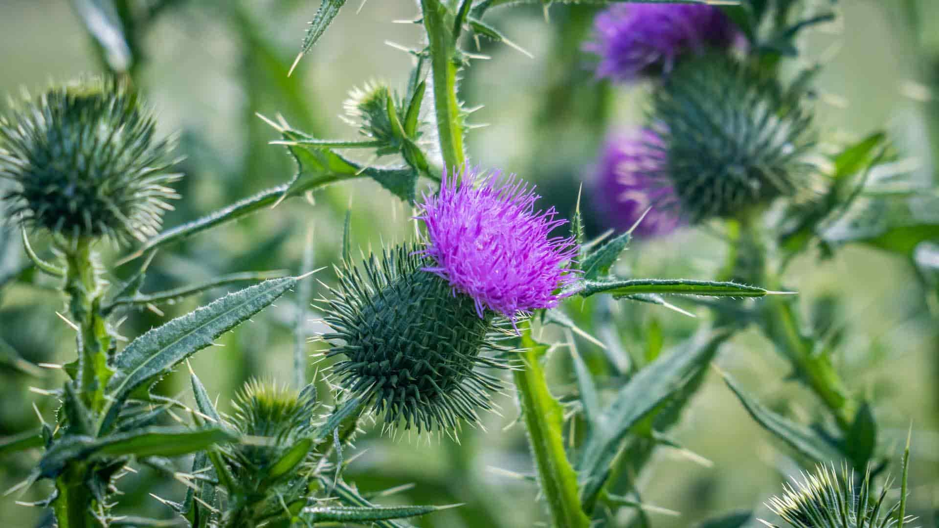 Thistles in a field