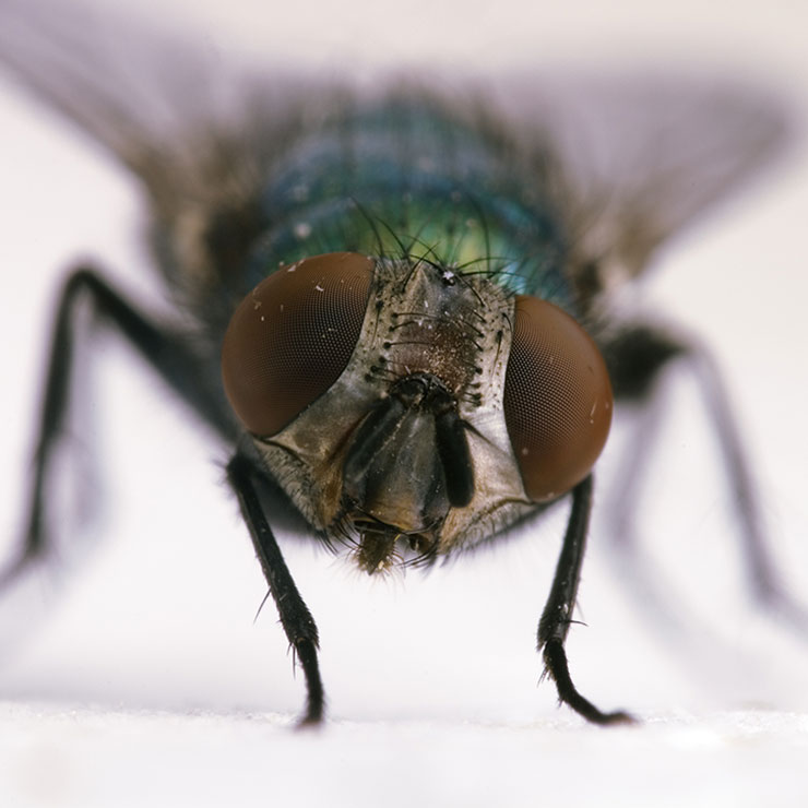 A fly