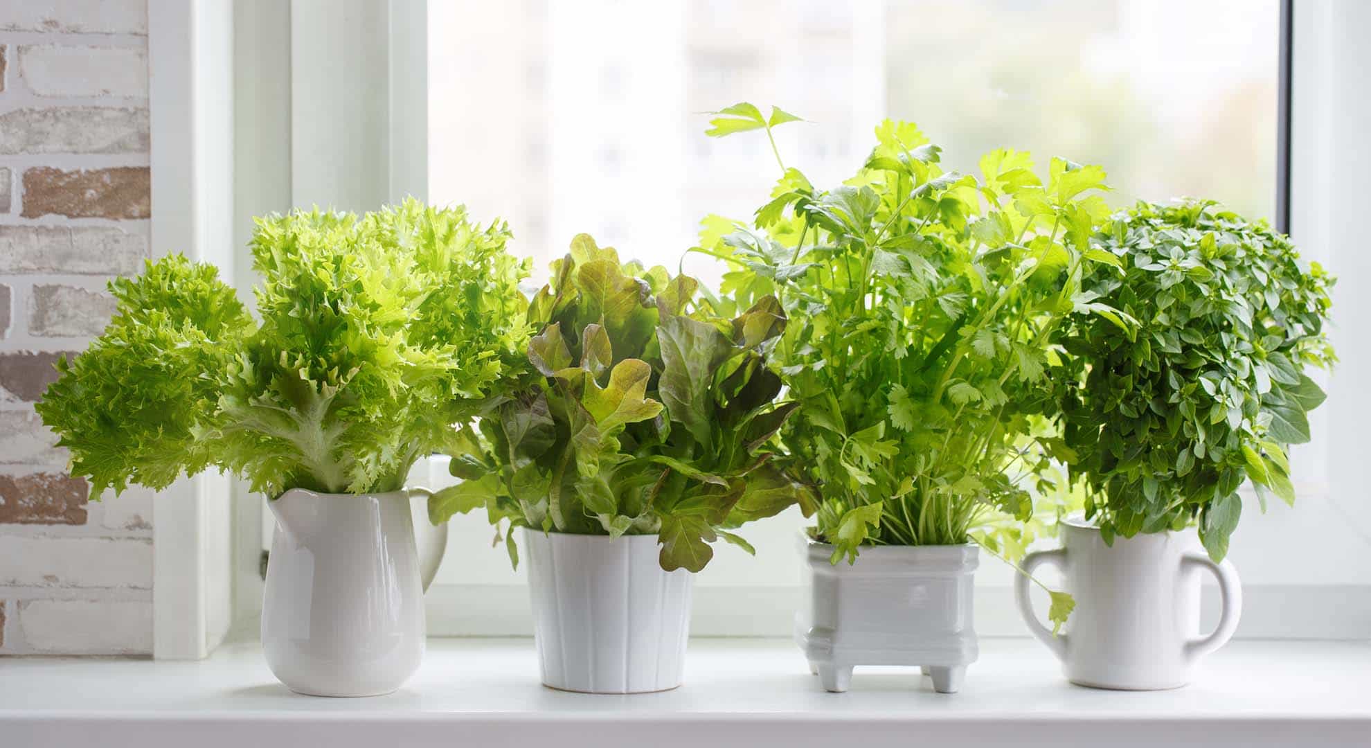Photo of different herbs and lettuce in white vessels growing on a windowsill