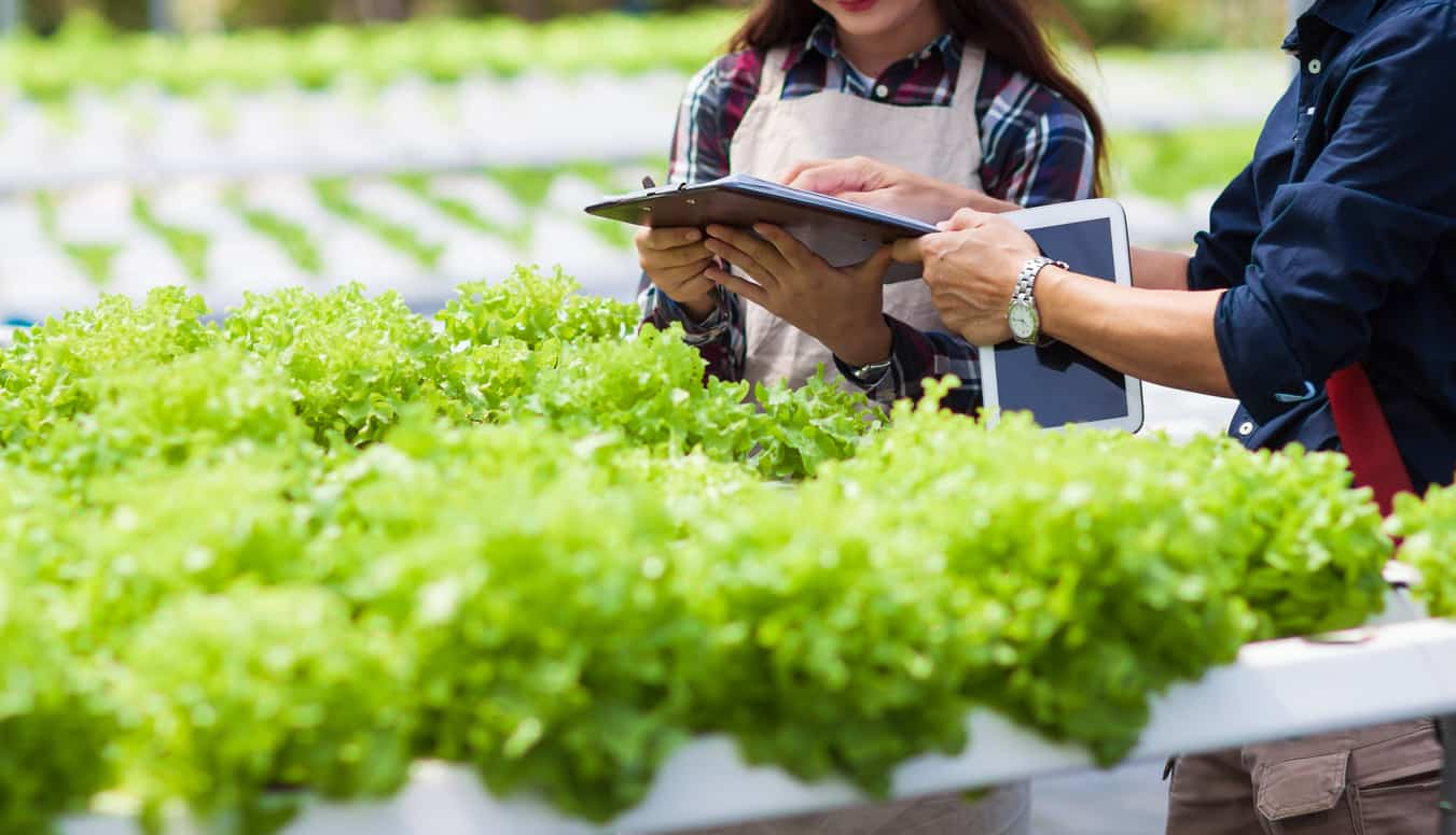 Young farmer is doing an apprenticeship in a hydroponics vegetable farm.