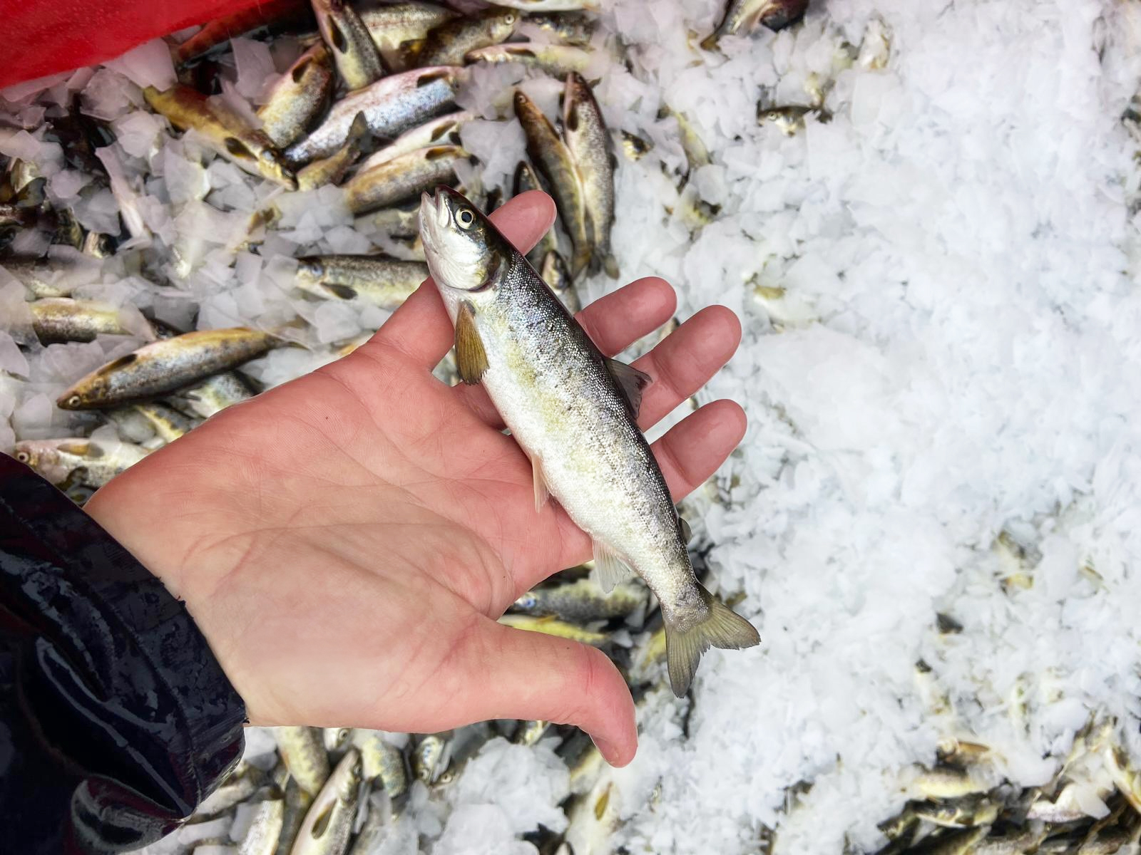 Hand holding small fish over caught fish in ice